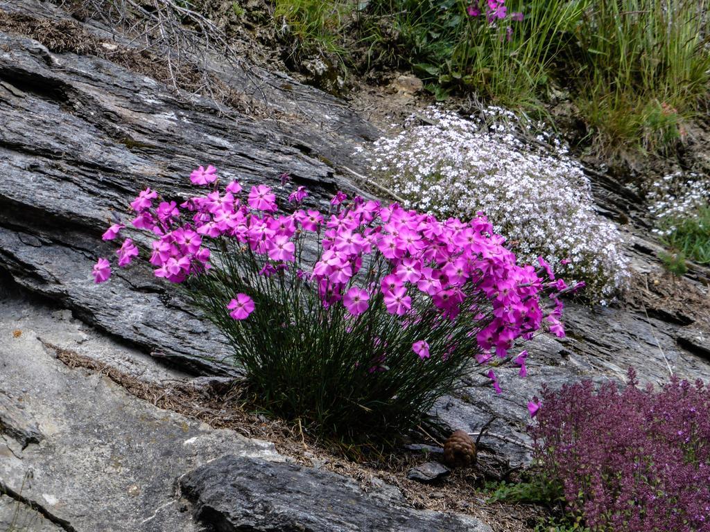 Landhaus Alpenrose - Feriendomizile Pichler Хайлигенблут Екстериор снимка